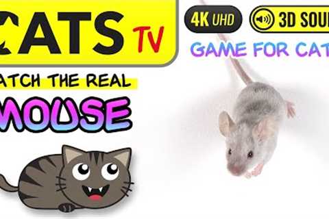 CAT GAMES  - Catch the REAL grey MOUSE 🐁😻 4K [Cats TV] 🕒 3 Hours