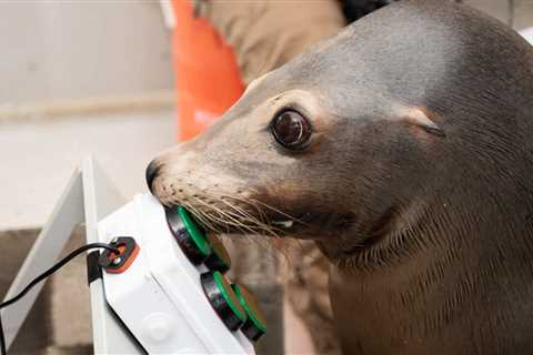 The US Military Is Training Sea Lions To Play Video Games