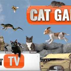Cat Games | Whiskeropolis Takeover: When Animals Rule the City! 🐾 | Cat TV Compilation