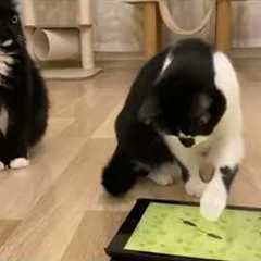 Cats React To ''CATCHING MICE'' Game On Ipad