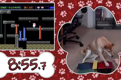 Meet Peanut Butter the dog gamer making his debut at gaming's biggest charity event