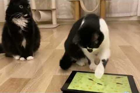 Cats React To ''CATCHING MICE'' Game On Ipad