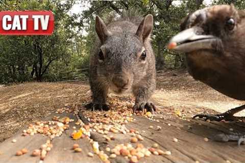 CAT TV | Playful California Bird and Squirrel Compilation | Videos For Cats to Watch | 😼