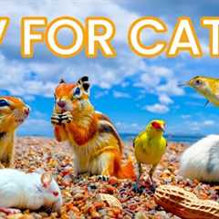 Cat TV ~ Mice Games for Cats to Watch PURRFECT ⭐ 24 HOURS ⭐