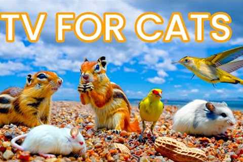 Cat TV ~ Mice Games for Cats to Watch PURRFECT ⭐ 24 HOURS ⭐