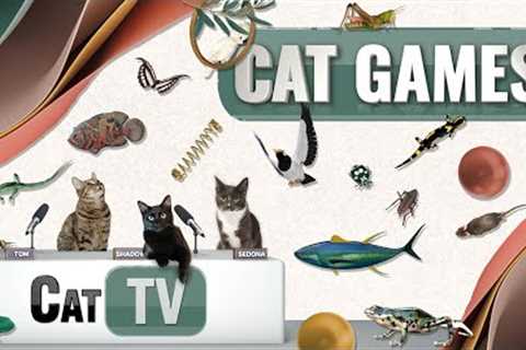 CAT Games | Ultimate Cat TV Compilation Vol 58 | 2 HOURS 🐝🐞🦋🦎🦜🐜🐭🧵