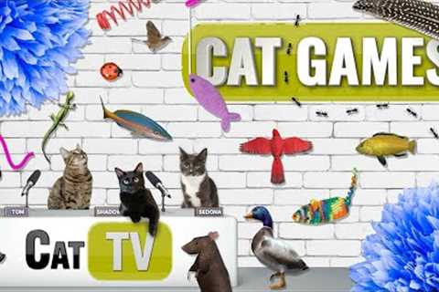 CAT Games | Ultimate Cat TV Compilation Vol 62 | 2 HOURS 🐝🐞🦋🦎🦜🐜🐭🧵